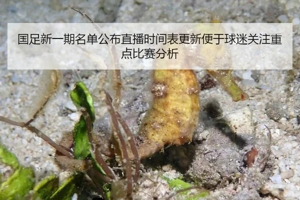 国足新一期名单公布直播时间表更新便于球迷关注重点比赛分析